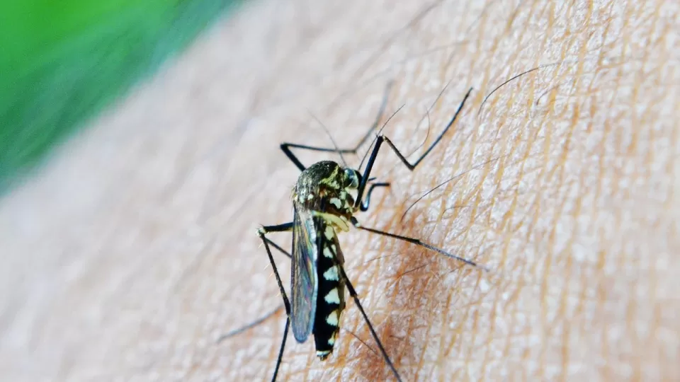 Secretaría de Salud intensifica acciones para contener el dengue en el país