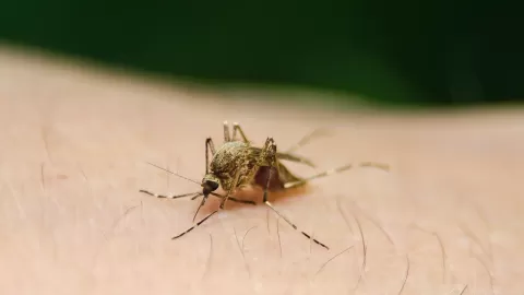 Secretaría de Salud intensifica acciones para contener el dengue en el país