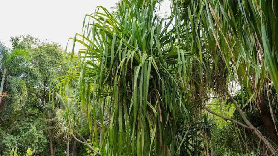 Visita el Jardín Botánico de Culiacán y conoce los árboles que caminan