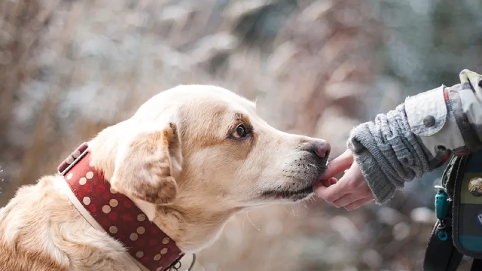 Médico Veterinario de la UAS comparte recomendaciones para evitar la aparición de sarna en los perros