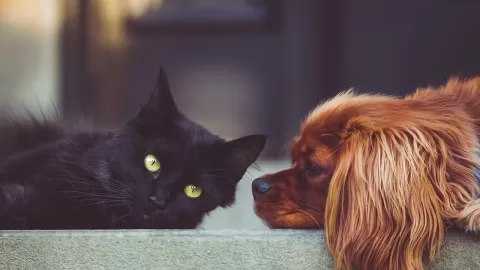 Debido al calor y la humedad, las mascotas pueden sufrir de diversas enfermedades, señala especialista de la UAS