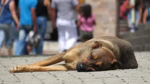 La ley de Protección a los Animales del Estado, ha permitido sancionar a quienes atentan contra la fauna en Sinaloa