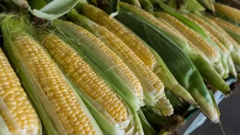 Sinaloa: Sheinbaum confirma inclusión en acuerdos clave para el precio del maíz