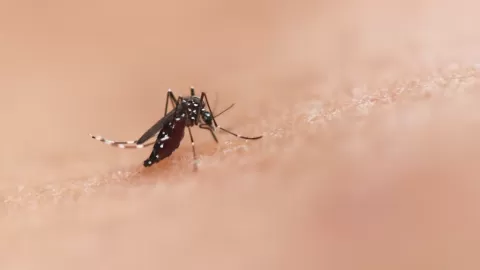 México Impulsa la Lucha Contra el Dengue: Avances en el Desarrollo de Vacunas y Estrategias Nacionales para Reducir Casos