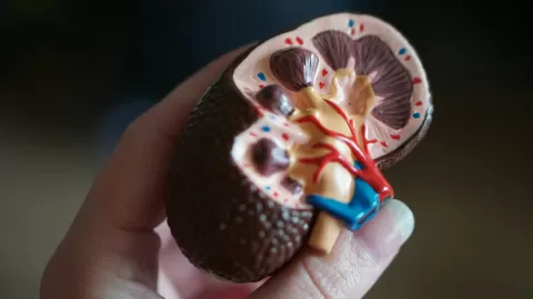 Alerta Global: Enfermedad Renal Crónica se Dispara, Afecta a 788 Millones y se Vuelve la Novena Causa de Muerte Mundial, Según The Lancet