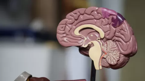 ¿Microplásticos en tu cerebro? Un estudio enciende las alarmas sobre el impacto en la salud neurológica