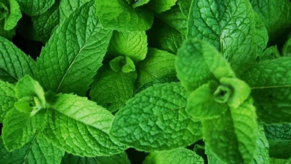 Hierbabuena: La Planta Medicinal que Desinflama y Potencia tu Sistema Inmunológico | Descubre sus Sorprendentes Beneficios para la Salud