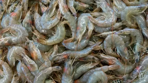 Veda de Camarón Arranca en Sinaloa: Casi 8 Mil Toneladas Marcan el Cierre Anticipado de la Temporada Pesquera 2025-2026