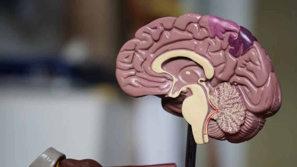 IMSS impulsa el conocimiento sobre enfermedades neurodegenerativas durante la Semana del Cerebro