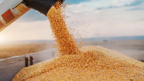 Productores Sinaloenses y compradores avanzan en acuerdos para la comercialización del maíz al fijar Base