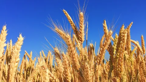 Descubren Cómo el Trigo Resiste la Sequía: Un Avance para la Agricultura