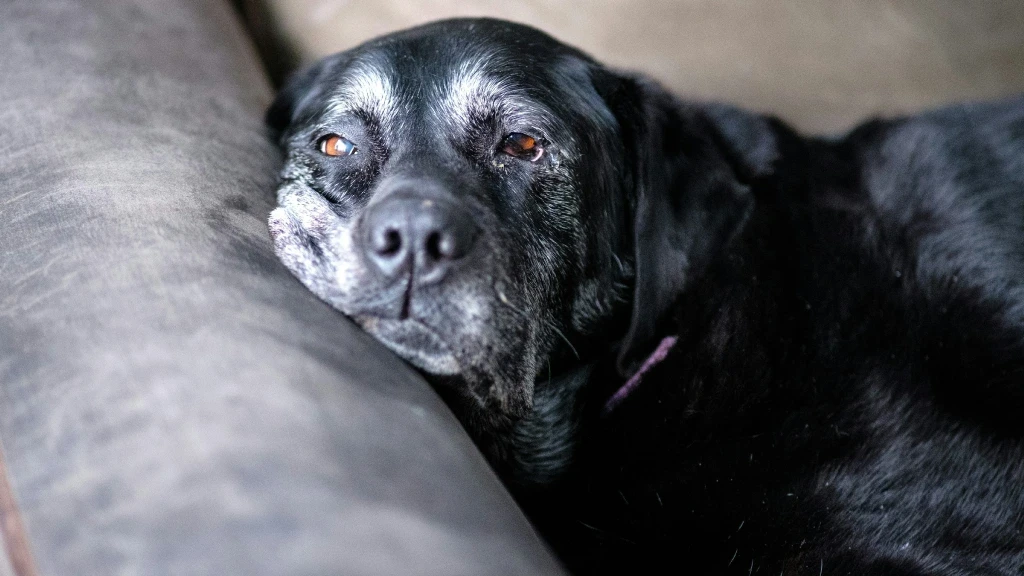 Demencia Canina: ¿Tu Perro te Olvida? Guía Esencial para Identificar el Síndrome de Disfunción Cognitiva en Mascotas Mayores