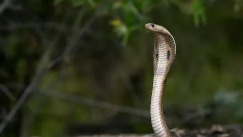 Mordeduras de Serpiente: La Crisis Silenciosa que Mata a Miles y Desencadena una Emergencia Sanitaria Global Desatendida