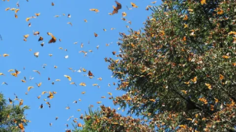 Mariposa Monarca: ¡Histórico Aumento del 64% en México! Esperanza Revive para la Especie en Riesgo