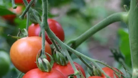 Heladas en Florida Disparan Precios: El Tomate de Sinaloa Alcanza Cifras Récord y Ofrece Respiro Económico