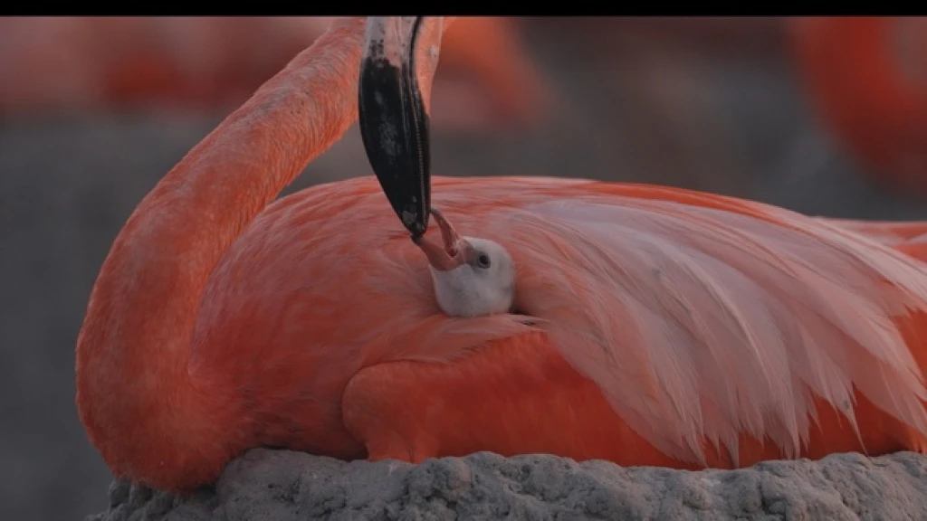 Flamingos, la vida después del meteorito, llega a los cines el 26 de marzo