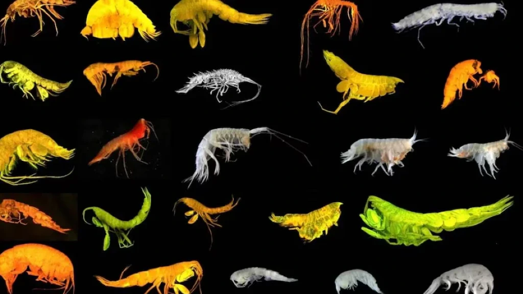 Impactante Hallazgo en el Pacífico: Descubren Nueva Superfamilia y 24 Especies Marinas