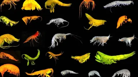 Impactante Hallazgo en el Pacífico: Descubren Nueva Superfamilia y 24 Especies Marinas