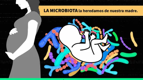 UNAM Revela: Leche Materna de Madres con Obesidad y Sobrepeso Modifica la Microbiota Intestinal de Recién Nacidos y su Salud Futura