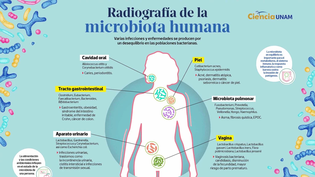 UNAM Revela: Leche Materna de Madres con Obesidad y Sobrepeso Modifica la Microbiota Intestinal de Recién Nacidos y su Salud Futura