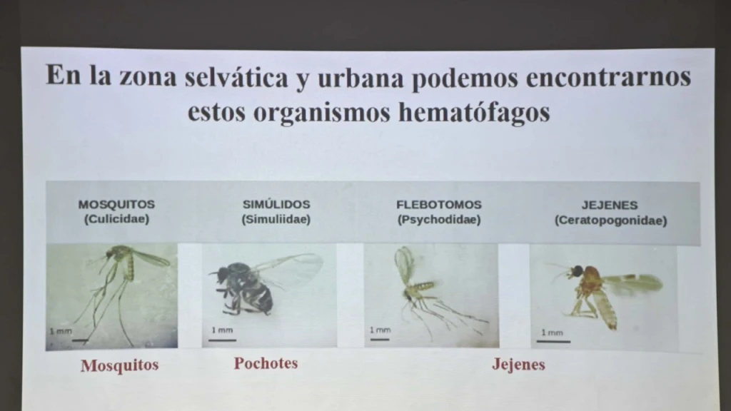 ¿Sabías que en Sinaloa hay más de 250 especies de mosquitos? Investigador de la UAS revela nuevos datos
