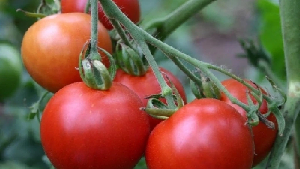Sheinbaum impulsará más verduras en PACIC: ¿Estrategia clave contra la inflación?