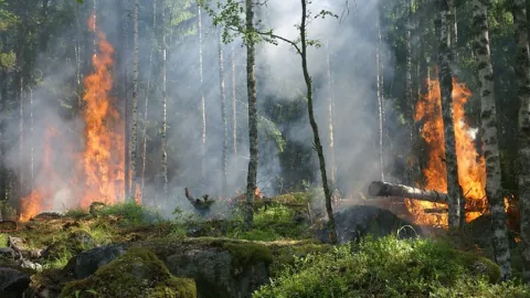 Sinaloa Intensifica Estrategia Anti-Incendios Forestales 2026: Abril y Mayo, Meses Clave para Proteger Ecosistemas y Comunidades