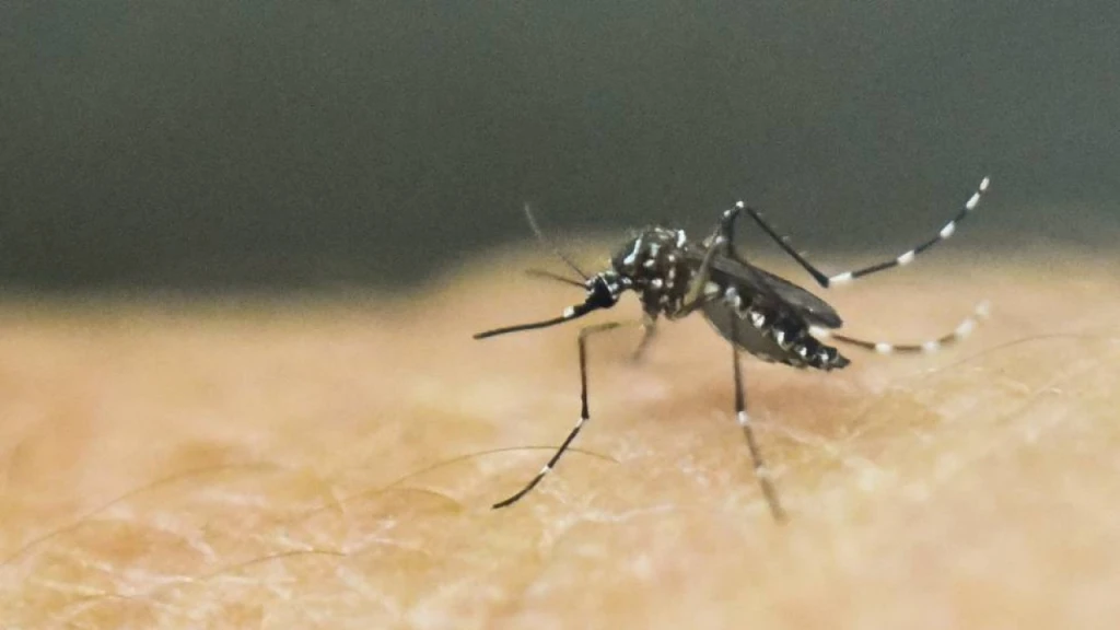 Dengue en Alerta en el Norte de Sinaloa: 120 Casos Sin Gravedad en 2026 y Urgente Llamado a la Colaboración Ciudadana