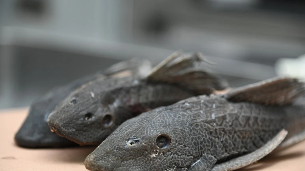 Advierten grave desequilibrio ecológico en ríos de Culiacán por especies invasoras; éstas dominan el 90% y asfixian la biodiversidad