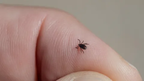 Alerta en México: Casos de Rickettsiosis por Garrapatas se Disparan y Triplican Muertes en 2026