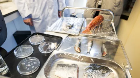 Salud Visual Revolucionaria: Córneas Bioartificiales de Escamas de Pescado