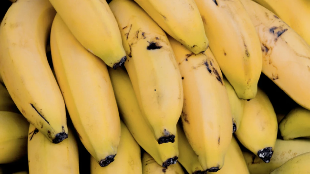Como snack, al natural o frito; Conoce los precios mínimos y máximo del plátano Tabasco y macho