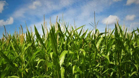 Lista la mecánica operativa para el pago del apoyo a la comercialización del maíz: Gobernador