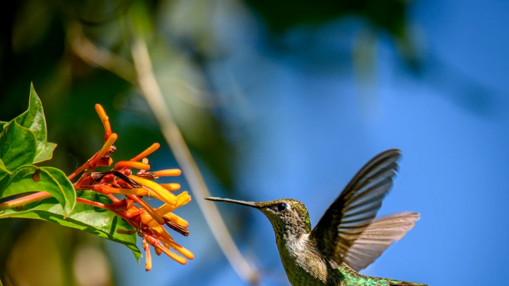 Colibríes en tu Jardín: Esperanza Azteca y Guía Esencial para Atraerlos a tu Hogar