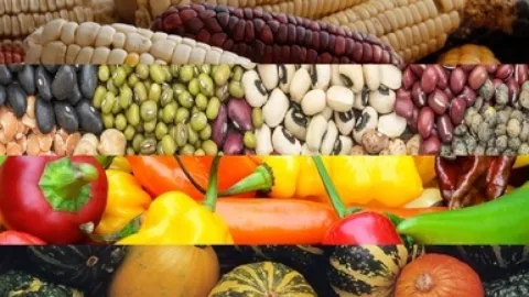 Descubre los Antioxidantes Esenciales en Tu Cocina Mexicana y Combate Enfermedades Crónicas de Forma Natural