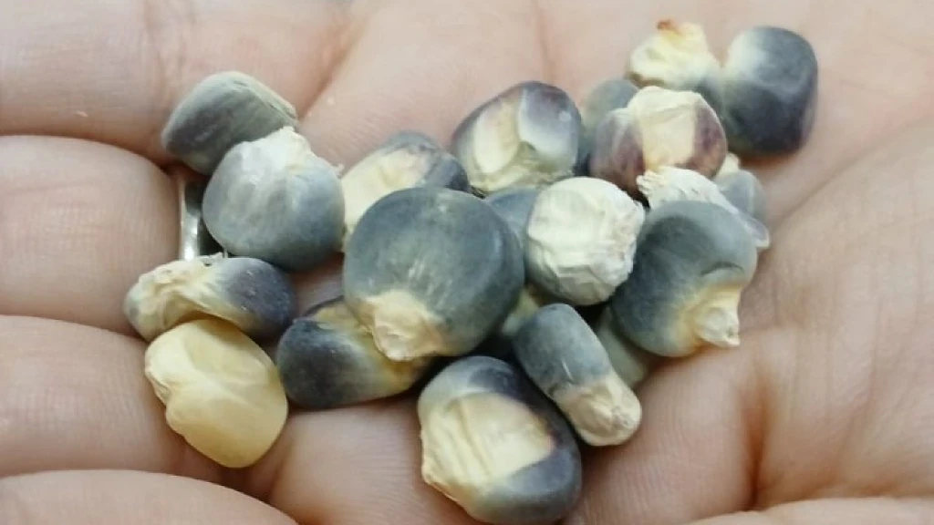 Investigadora de la UAS desarrolla pasta de maíz azul y amaranto para combatir enfermedades crónicas; nueva alternativa alimenticia
