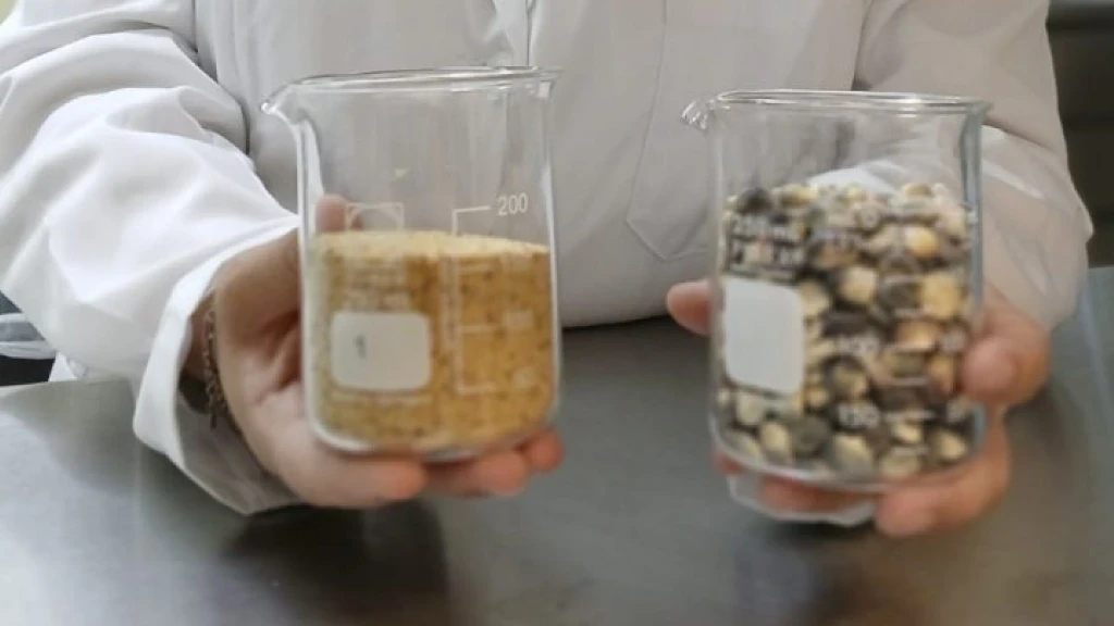 Investigadora de la UAS desarrolla pasta de maíz azul y amaranto para combatir enfermedades crónicas; nueva alternativa alimenticia