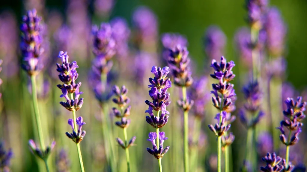 Alacranes en casa: Tres plantas aromáticas clave para repelerlos y proteger tu hogar ante el riesgo