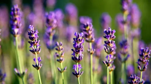 Alacranes en casa: Tres plantas aromáticas clave para repelerlos y proteger tu hogar ante el riesgo