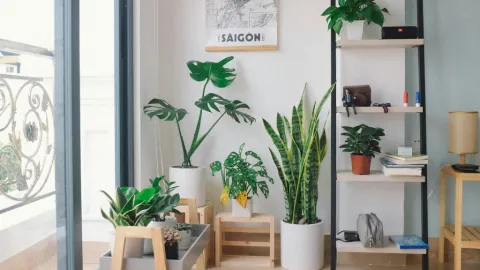 Descubre la Biofilia: La Tendencia de Diseño 2026 para un Hogar que Calma y Renueva tu Bienestar