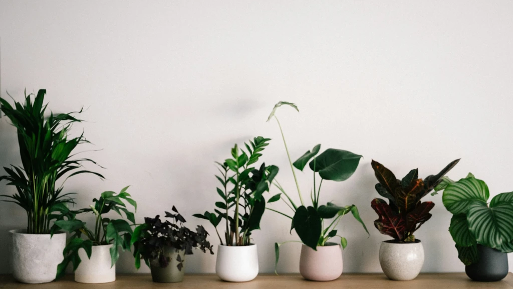 Descubre la Biofilia: La Tendencia de Diseño 2026 para un Hogar que Calma y Renueva tu Bienestar