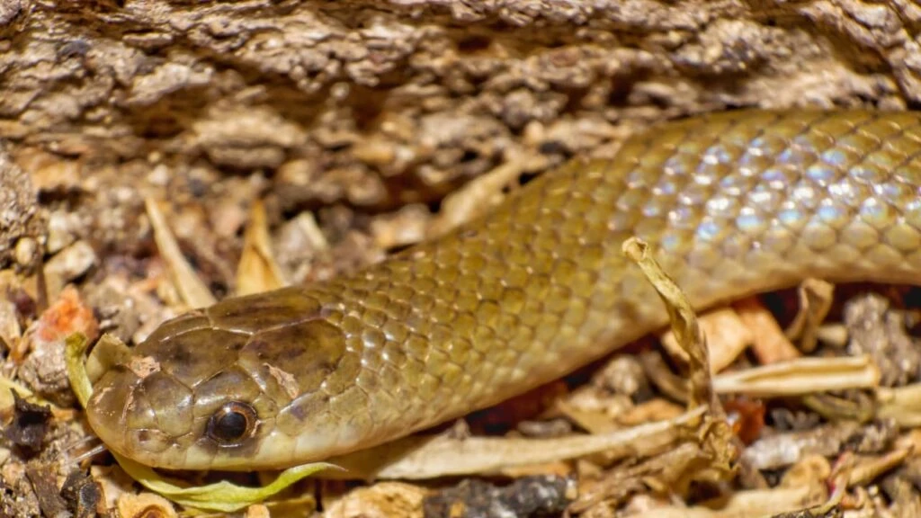 Yakacoatl tlalli: Conoce  la Nueva Especie y Género de Serpiente Subterránea Encontrada en México