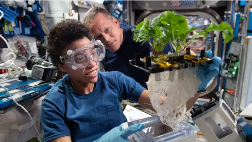 Estación Espacial: Expedición 74 Revela Avances Cruciales Contra el Cáncer y para la Regeneración de Cartílago
