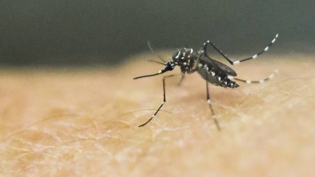 Ahome Enfrenta Repunte de Dengue con 130 Casos Confirmados; Refuerzan Fumigación en Los Mochis
