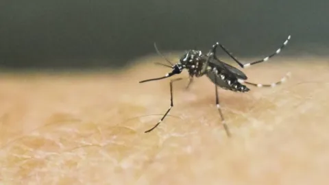 Ahome Enfrenta Repunte de Dengue con 130 Casos Confirmados; Refuerzan Fumigación en Los Mochis