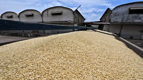 Maiceros Mantienen Tomada Caseta de Costa Rica Exigiendo Pagos Urgentes y Precios Justos