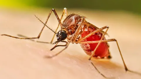 México Reporta Disminución de Casos de Dengue en 2026 y Alista Vacunación Nacional con Aval de Cofepris