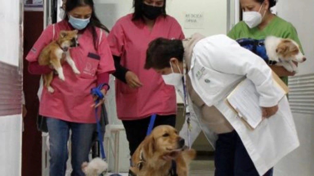 Terapias con Perros: Transforma el Bienestar Emocional Pediátrico y Reduce el Estrés Hospitalario