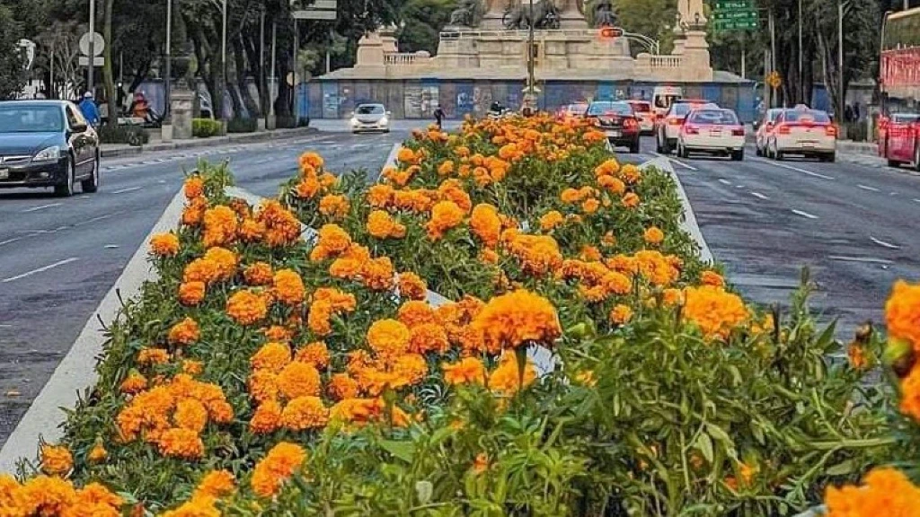 Cempasúchil Florece Fuera de Temporada: Xochimilco Adelanta Cultivo para Embellecer la CDMX Rumbo al Mundial 2026