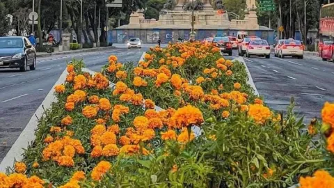Cempasúchil Florece Fuera de Temporada: Xochimilco Adelanta Cultivo para Embellecer la CDMX Rumbo al Mundial 2026